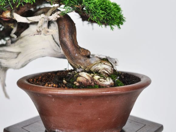 匠の盆栽】真柏 1点もの No.251【平松浩二】の盆栽を販売｜盆栽妙