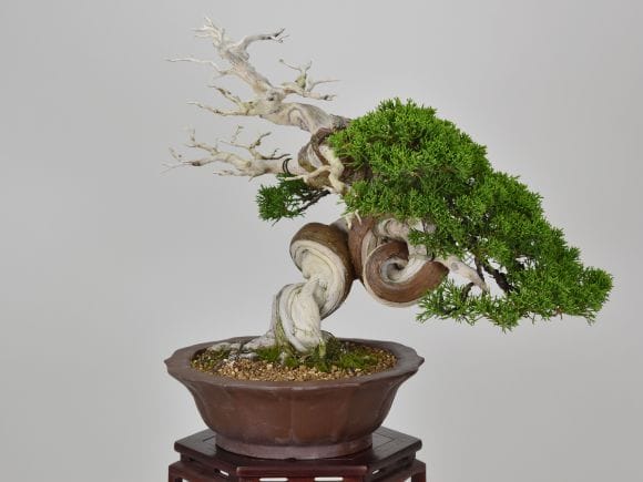 匠の盆栽】真柏 1点もの No.254【平松浩二】の盆栽を販売｜盆栽妙