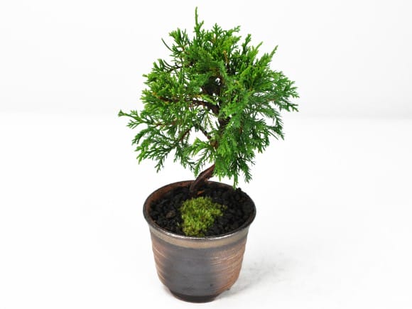 ミニ糸魚川真柏の盆栽を販売｜盆栽妙 – 盆栽妙 本店