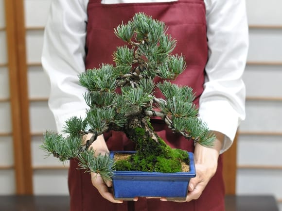 至高の小品 五葉松の盆栽を販売｜盆栽妙 – 盆栽妙 本店