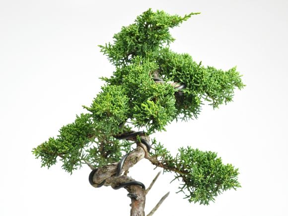 真柏 文人の盆栽を販売｜盆栽妙 – 盆栽妙 本店