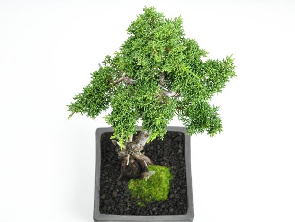 真柏 文人の盆栽を販売｜盆栽妙 – 盆栽妙 本店
