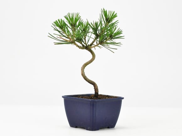 盆栽素材 黒松ミニ 曲ありを販売｜盆栽妙 – 盆栽妙 本店