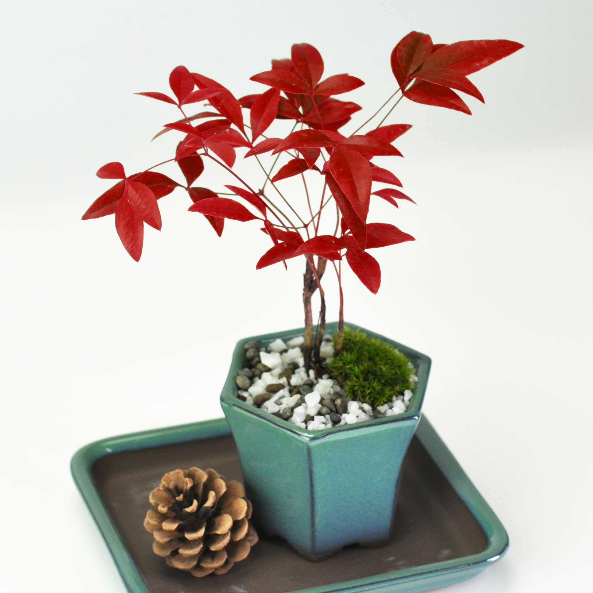 4207d11.jpg?v=1751589871&width