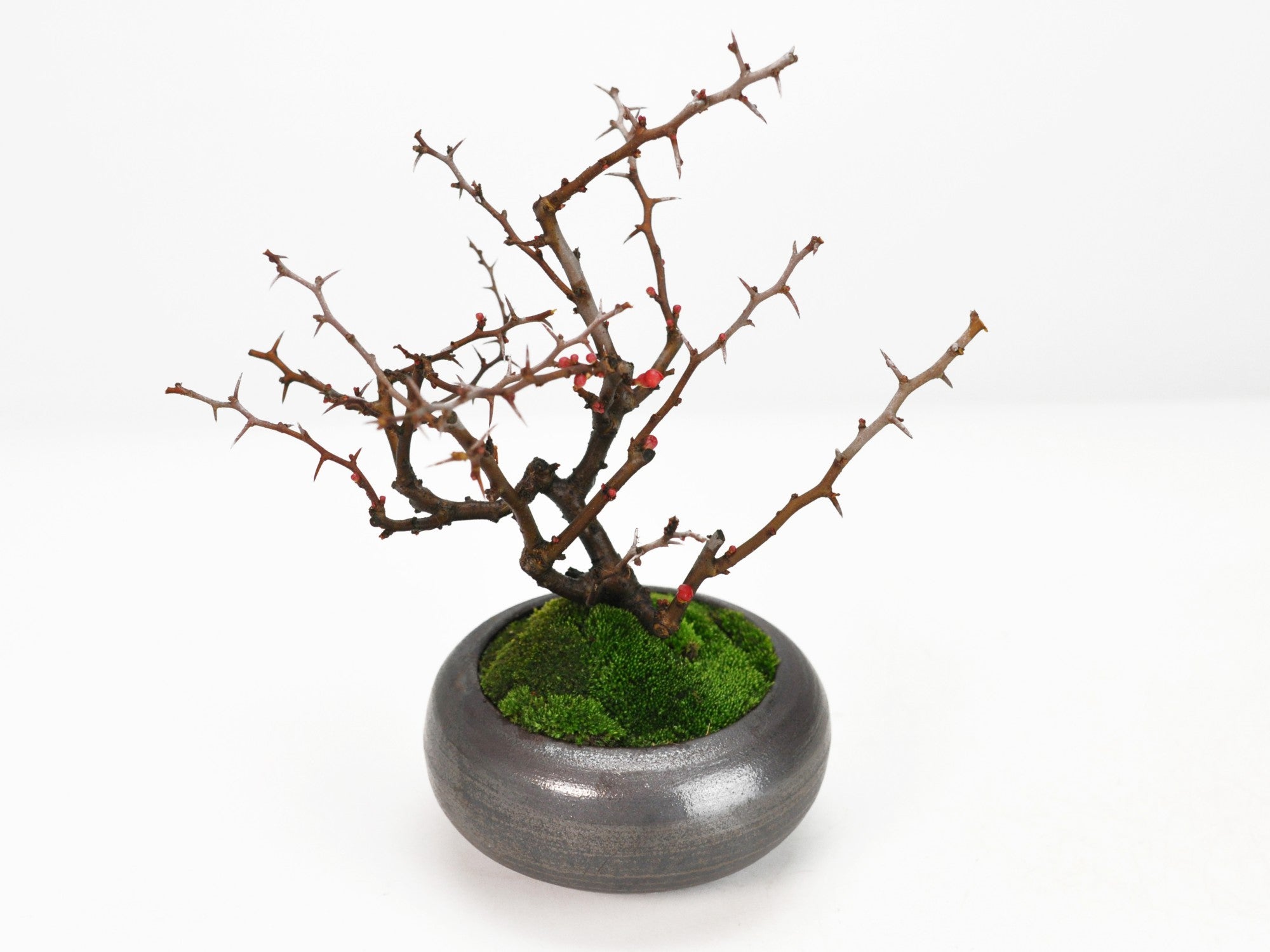 枝振りの良い特選長寿梅 金彩丸鉢の盆栽を販売｜入門は盆栽妙 – 盆栽妙