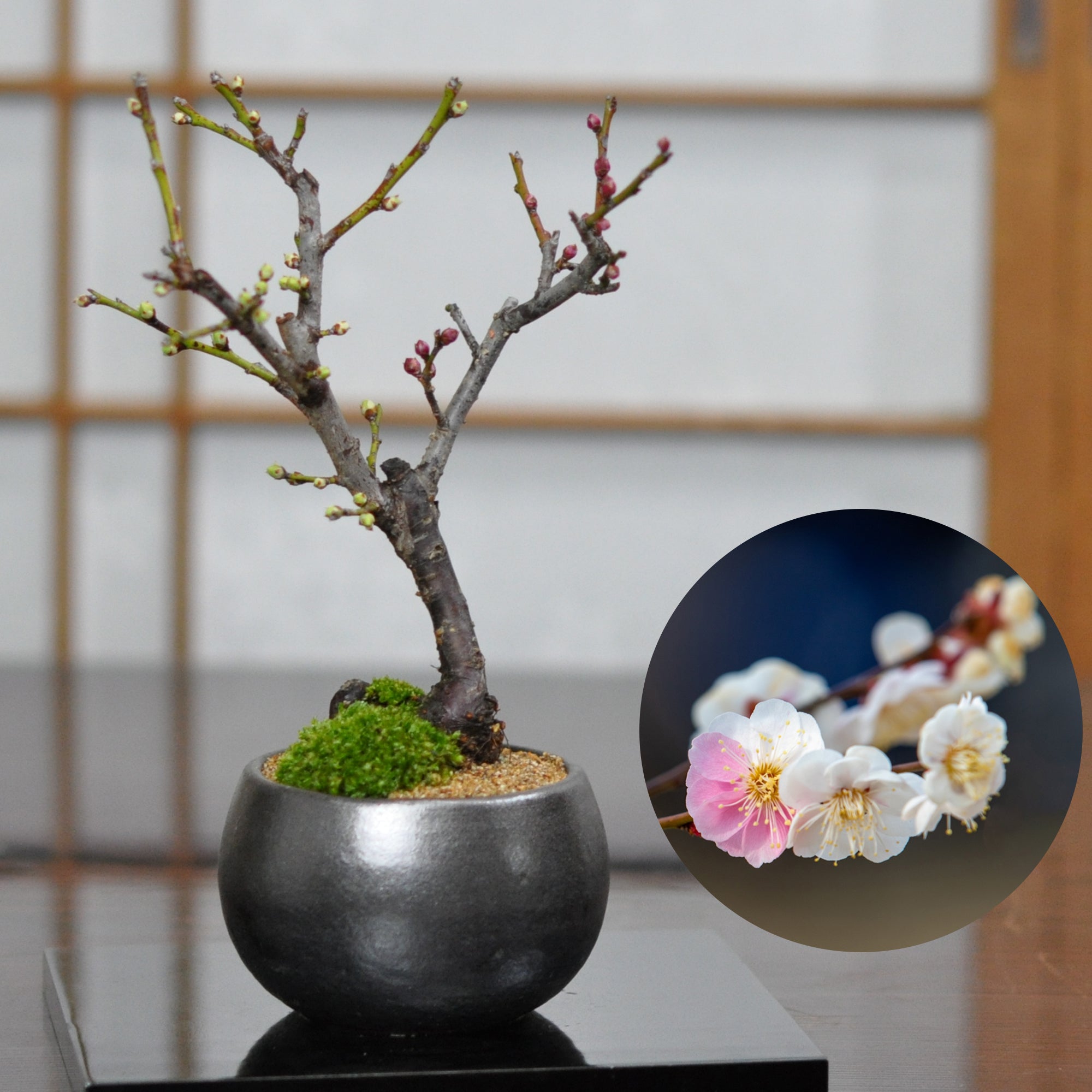 梅 盆栽 6号鉢相当 極太❗ ま 梅 盆栽 6号鉢相当 極太❗ ゆ