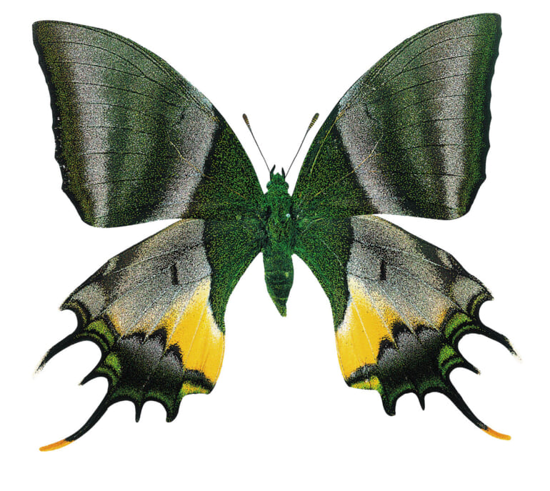 やめろ、危ない。その森にはトラがいるんだ！」飛行機墜落も生き残った