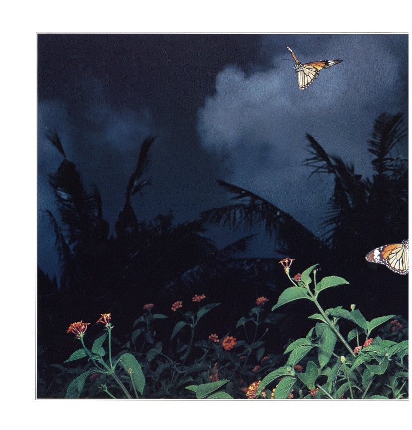 花狩 山村雅昭写真集 / 著：山村雅昭 | 小宮山書店 KOMIYAMA TOKYO