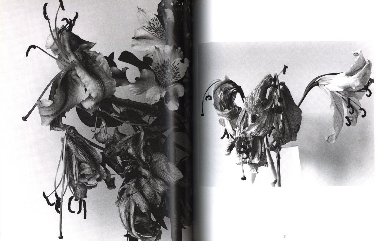 花陰 / 著：荒木経惟 | 小宮山書店 KOMIYAMA TOKYO | 神保町 古書