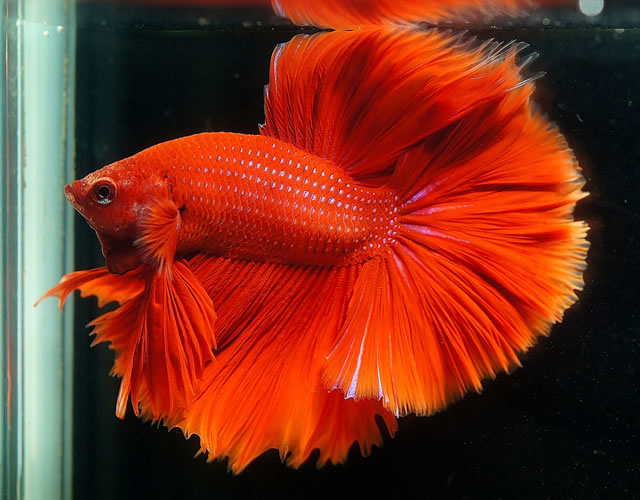 ショーベタのバラエティー 【熱帯魚ベタの専門店】ベタショップ