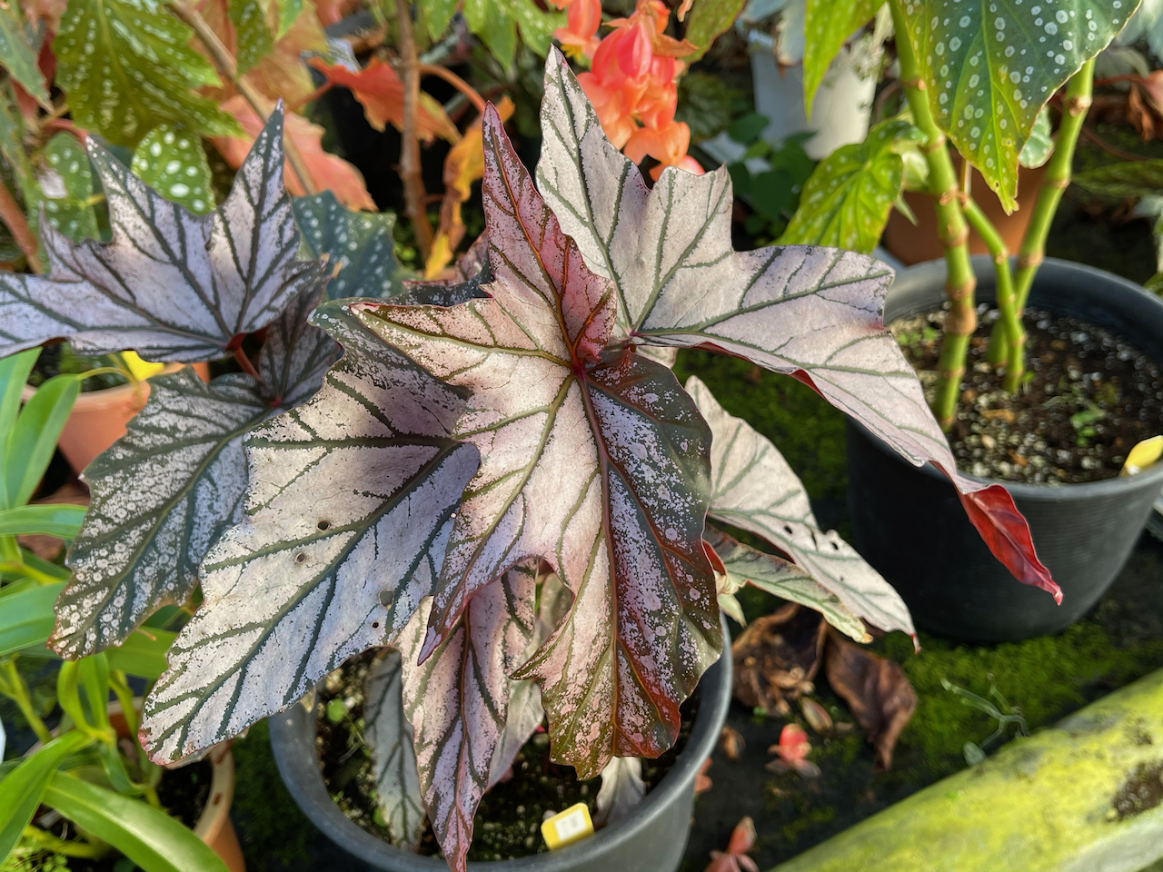 B.sp”Temuyuk”Egg leaves/sp.テムユク卵銅葉 – Begonia Club