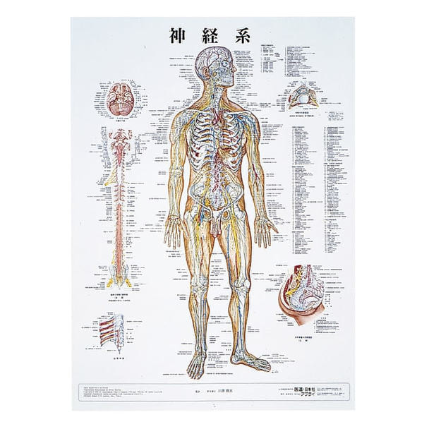人体解剖学チャート ポスターサイズ 神経系M ラミネートバンの卸・通販