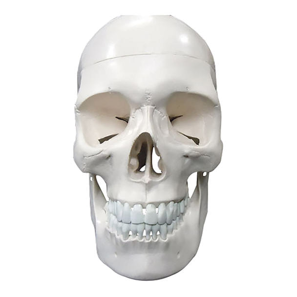 頭蓋骨 実物大 精密模型の卸・通販 | ビューティガレージ