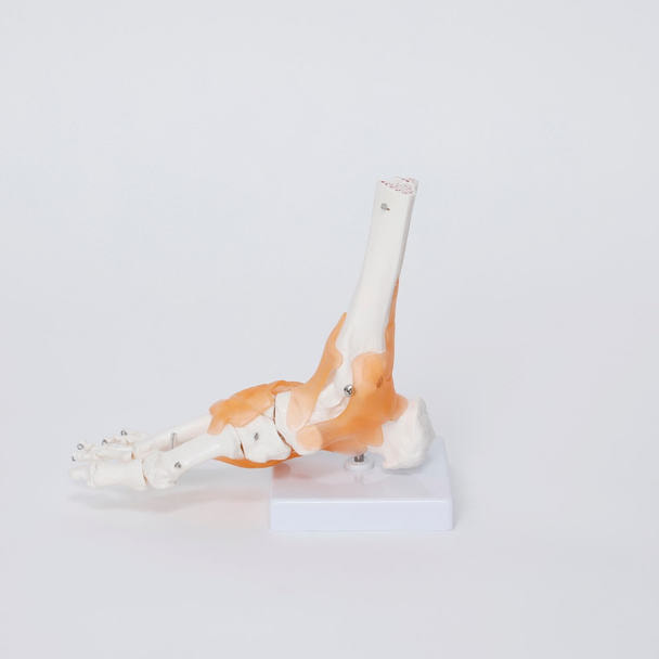 靭帯付き足の骨格模型の卸・通販 | ビューティガレージ