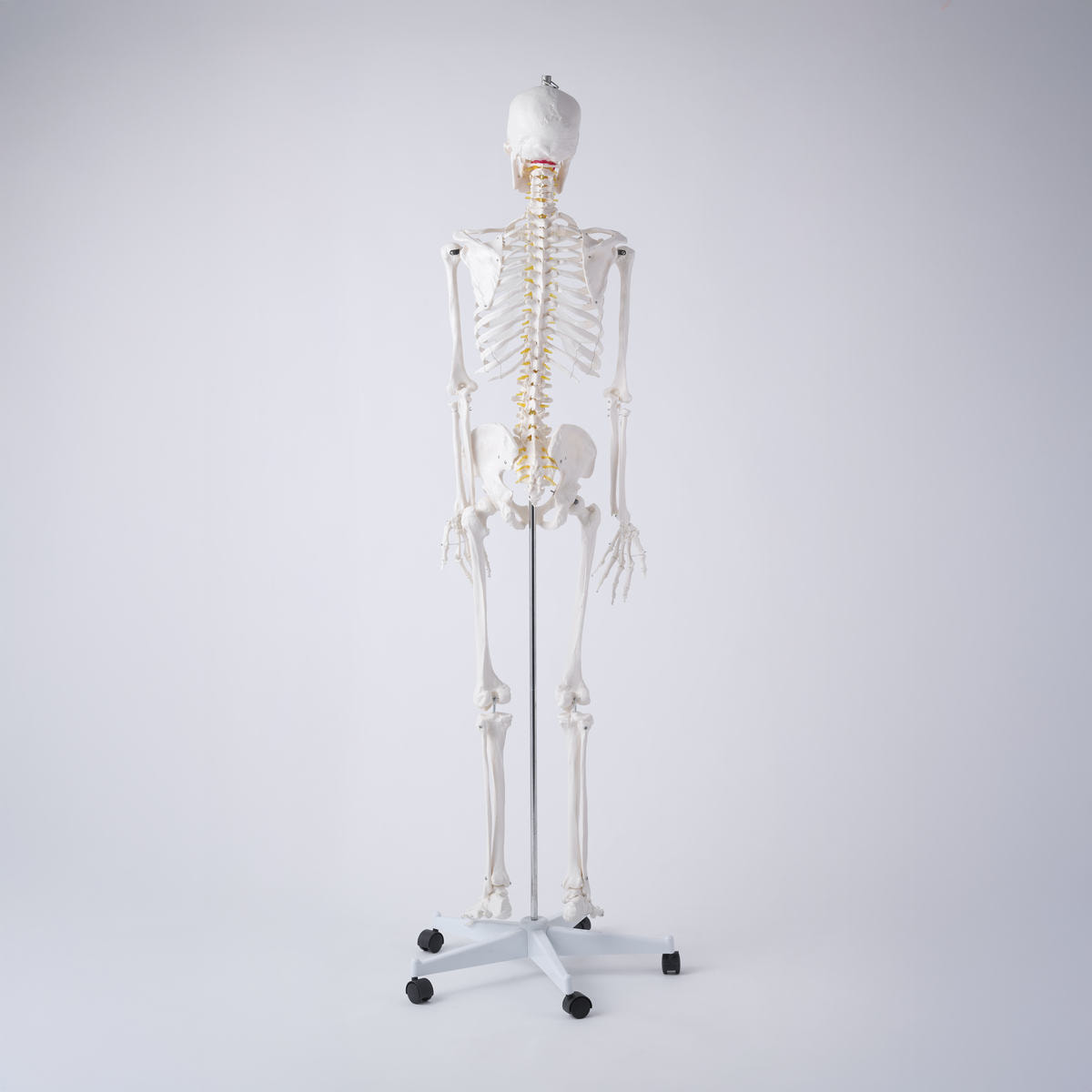 全身骨格模型 等身大（キャスター付き）の卸・通販 | ビューティガレージ