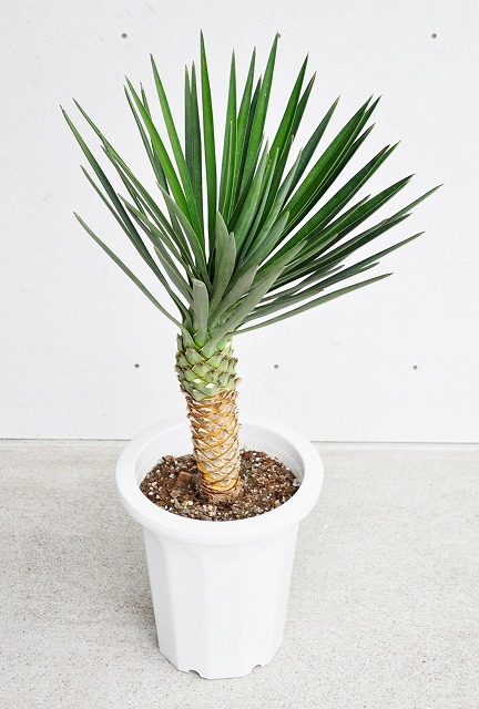 ユッカ（青年の木）