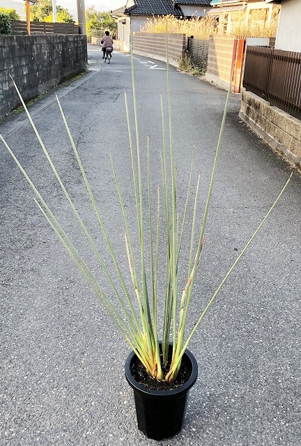 ノンリーフ・ストレリチア（ストレリチア・ユンケア）