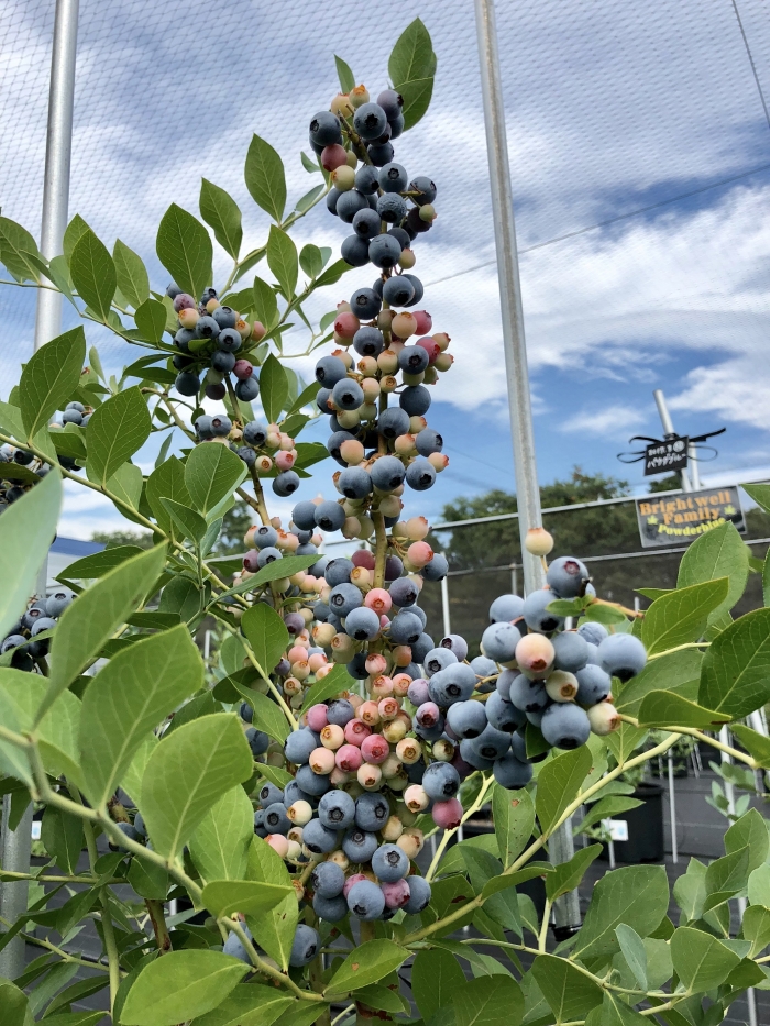 ブルーベリー苗パウダーブルー＆ブライトウェル大苗2本セット ②