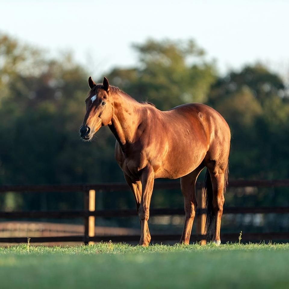 サラブレッドブリーダーズクラブ（公式ホームページ）