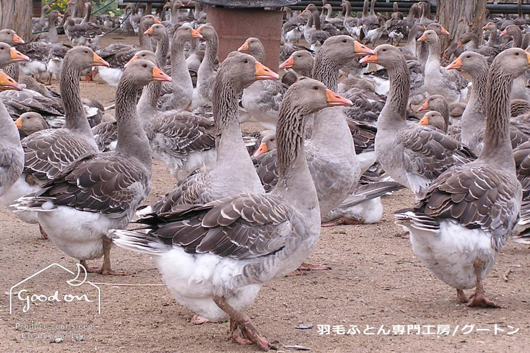水鳥から採取される羽毛の種類はアイダーダック、マザーグース