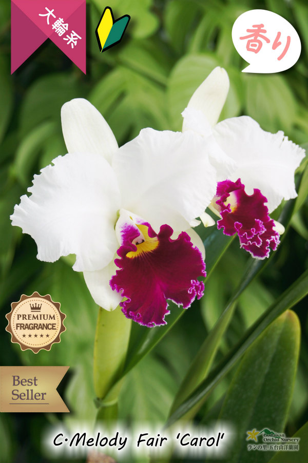 ふくよかな紅白のベストセラー大輪カトレア】C[Lc].Melody Fair 'Carol