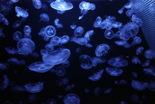 旬クラゲ。。 – 男鹿水族館GAO