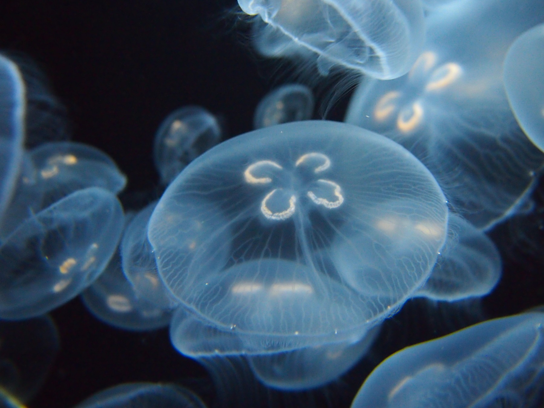ミズクラゲ – 男鹿水族館GAO