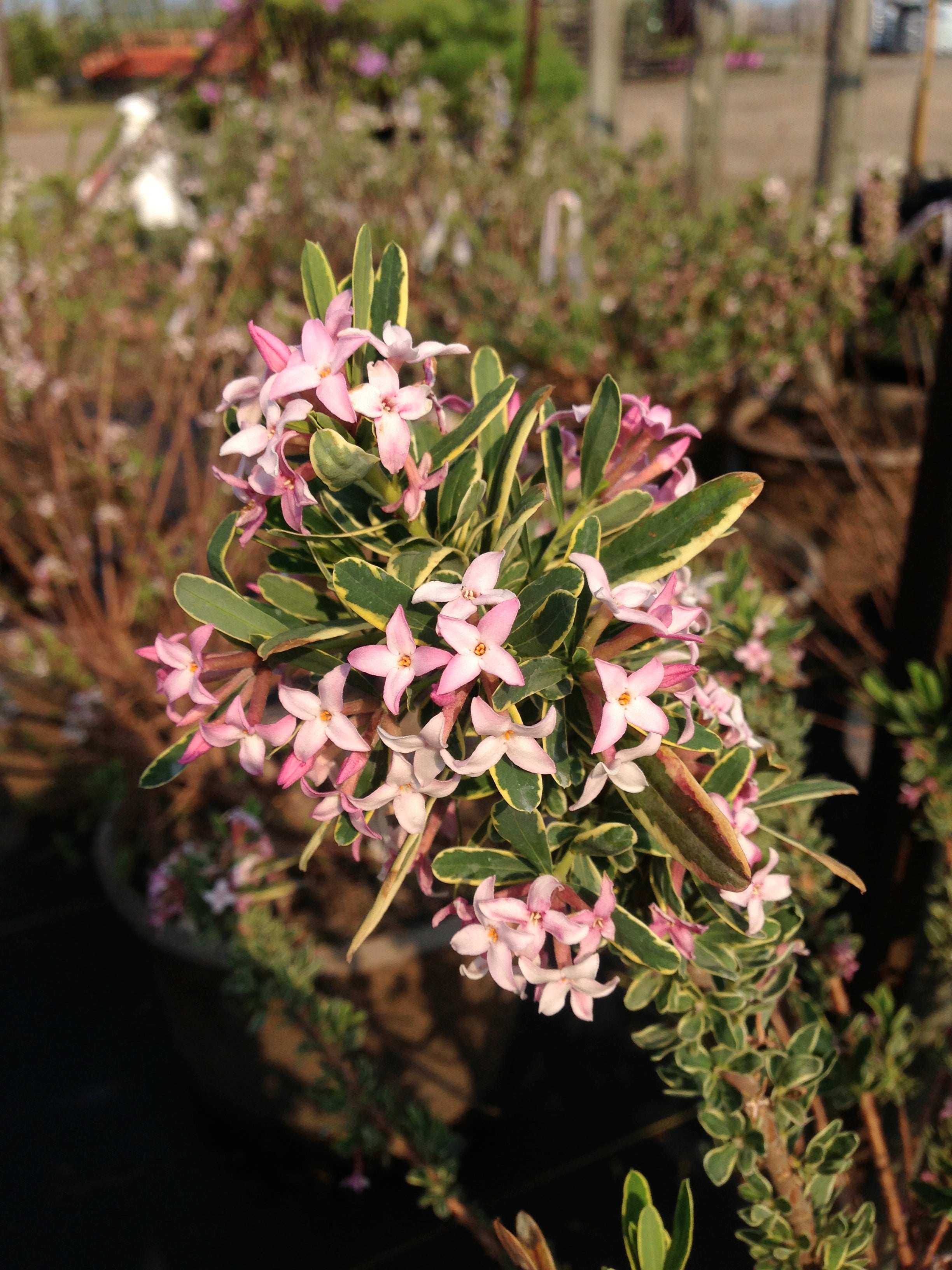 HIRES-962.jpg?v=1768866653&