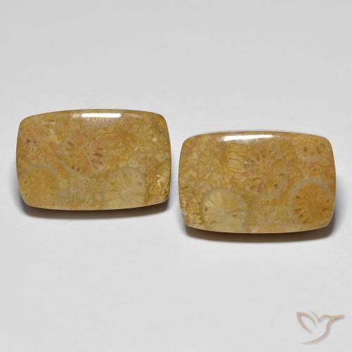 化石サンゴ：化石サンゴの宝石を購入する-手頃な価格