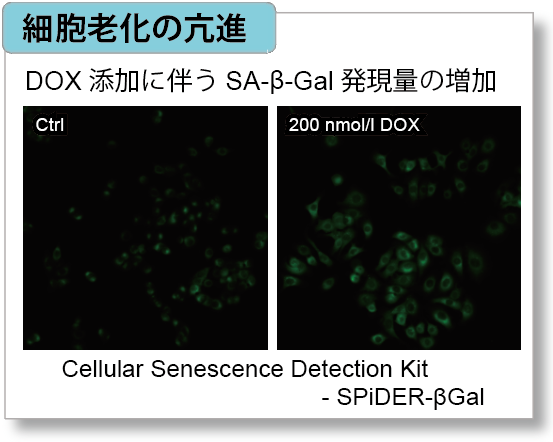 ミトコンドリア膜電位検出キット JC-1 MitoMP Detection Kit 同仁化学