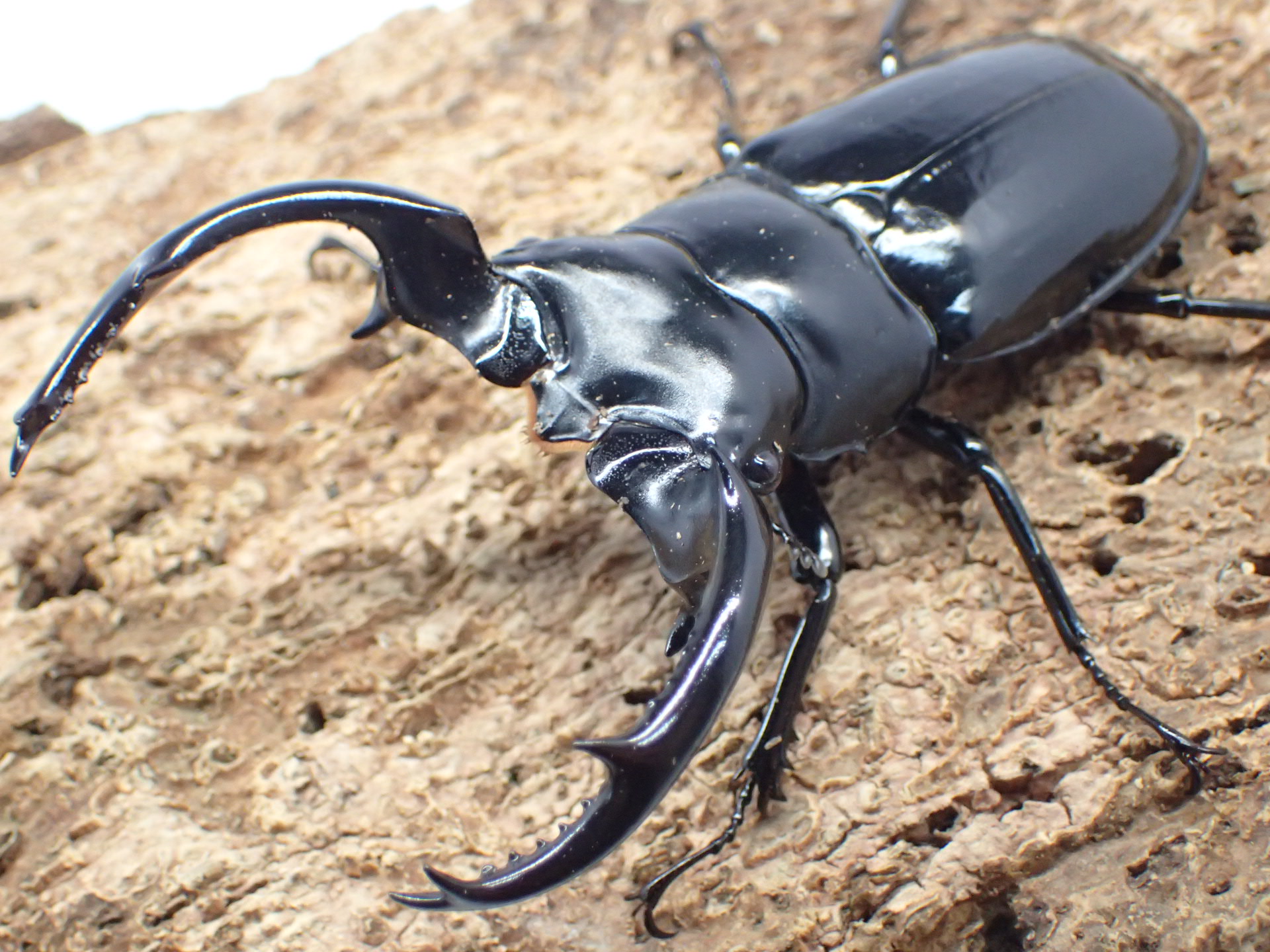 むしやどんぐり / ウエストウッディオオシカクワガタ