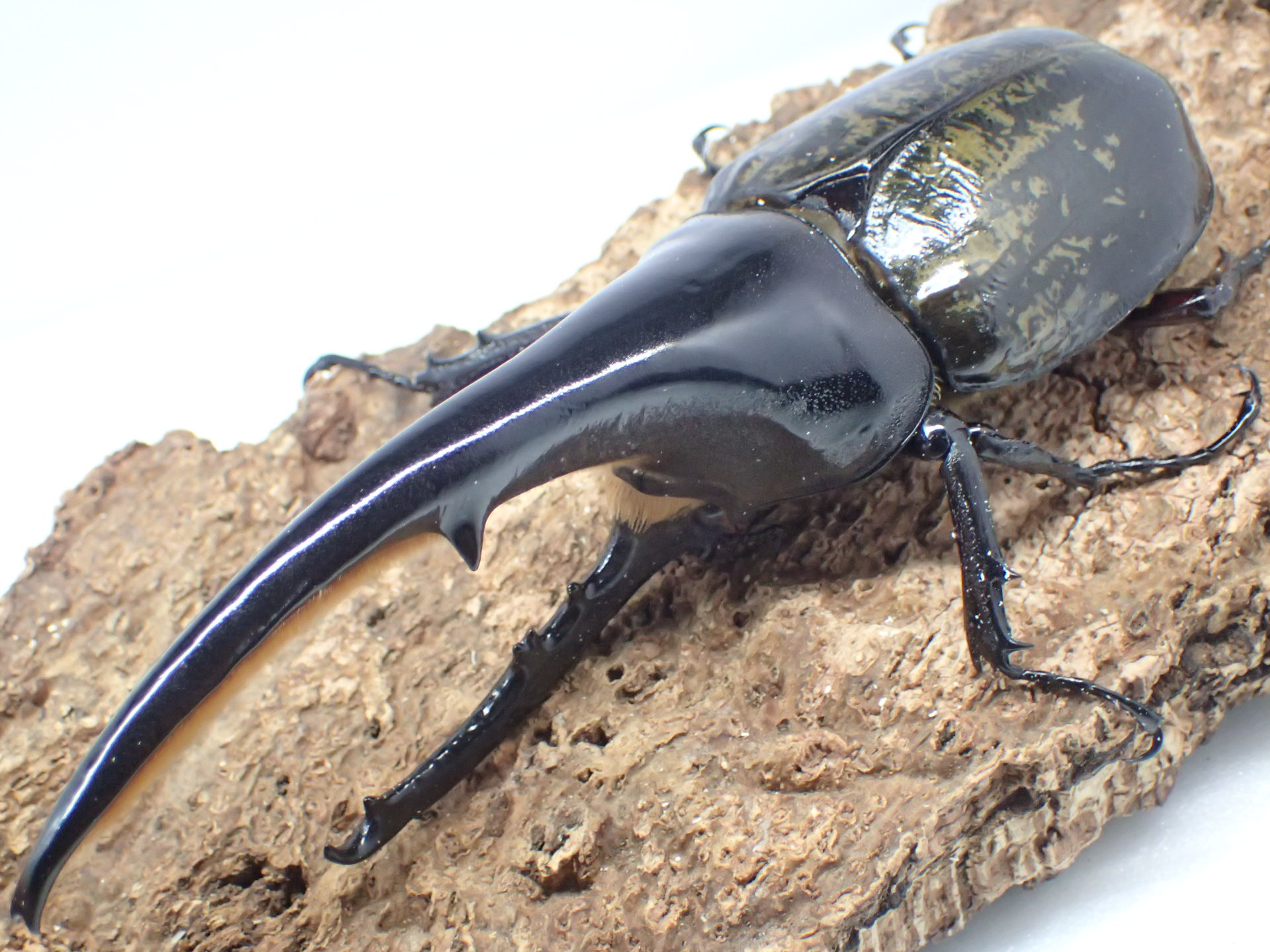 むしやどんぐり / ヘラクレスオオカブト原名亜種(ヘラクレス・ヘラクレス)