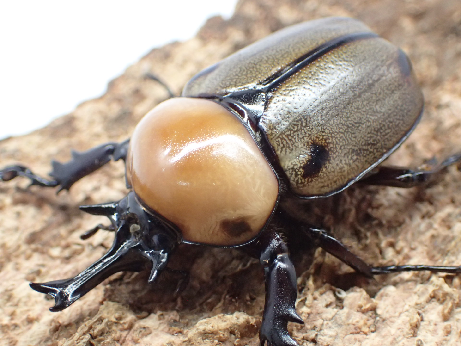 むしやどんぐり / ヒナカブト幼虫