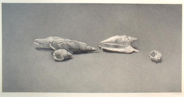 野田弘志 貝殻（鉛筆デッサン）