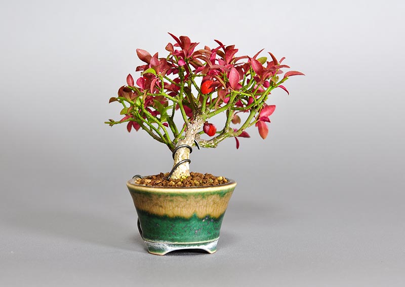 コマユミ-M3（こまゆみ・小真弓）ミニ盆栽の販売と育て方・作り方