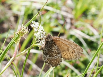 タカネヒカゲ八ヶ岳亜種 | タカネヒカゲ八ヶ岳亜種 | 環境省