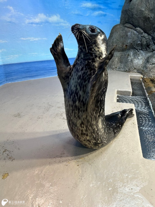 私の妄想がきっかけです。 | えのすいトリーター日誌 | 新江ノ島水族館