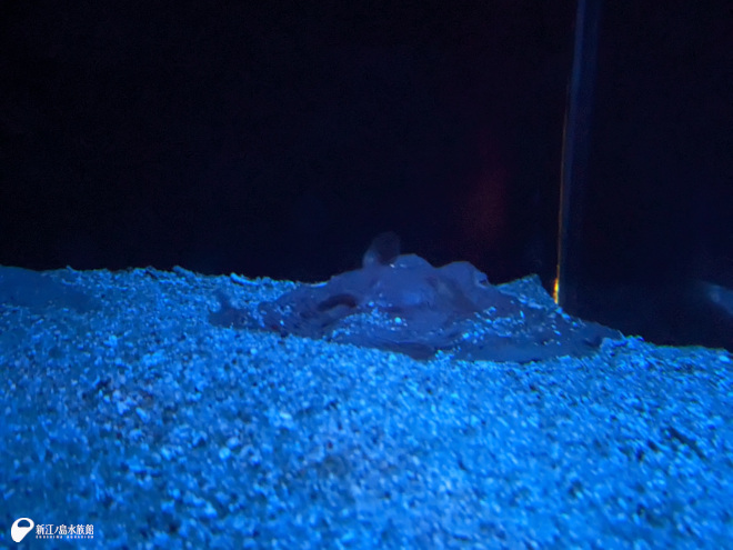 メンダコチャレンジ2024 その2 | えのすいトリーター日誌 | 新江ノ島水族館