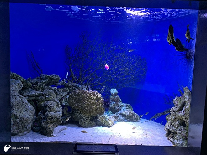 チンアナゴたちがよく見えます！ | えのすいトリーター日誌 | 新江ノ島