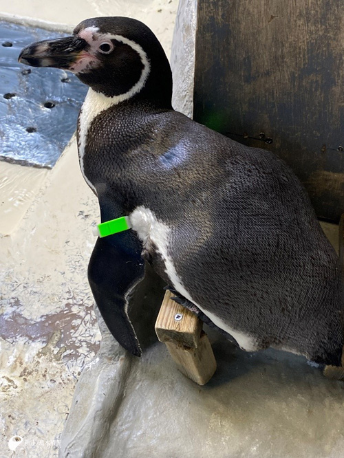 えのすいペンギン界のZ世代 | えのすいトリーター日誌 | 新江ノ島水族館