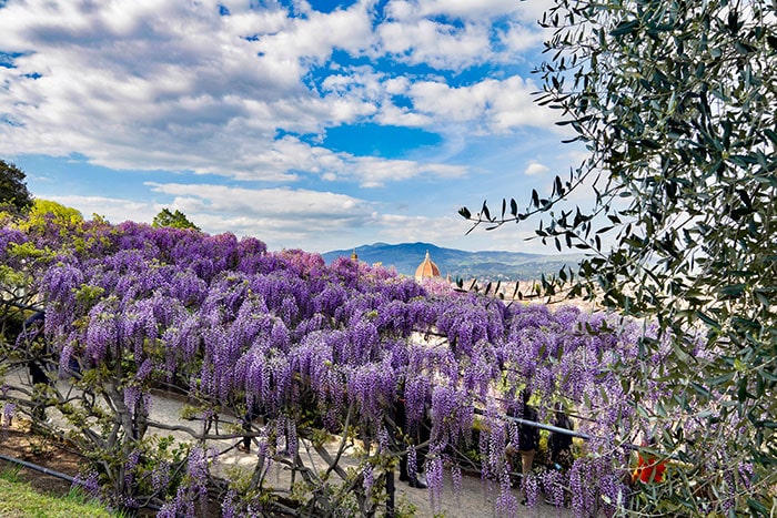 バルディーニ庭園の藤棚2022年【フィレンツェの空の下で】