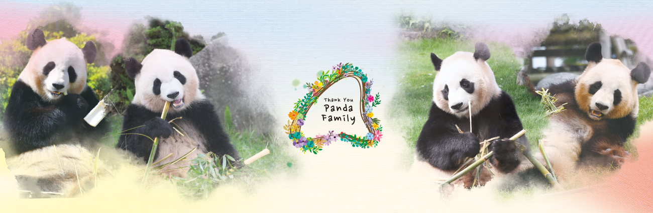 アドベンチャーワールド公式特集/Thank you PANDA FAMILYオンライン