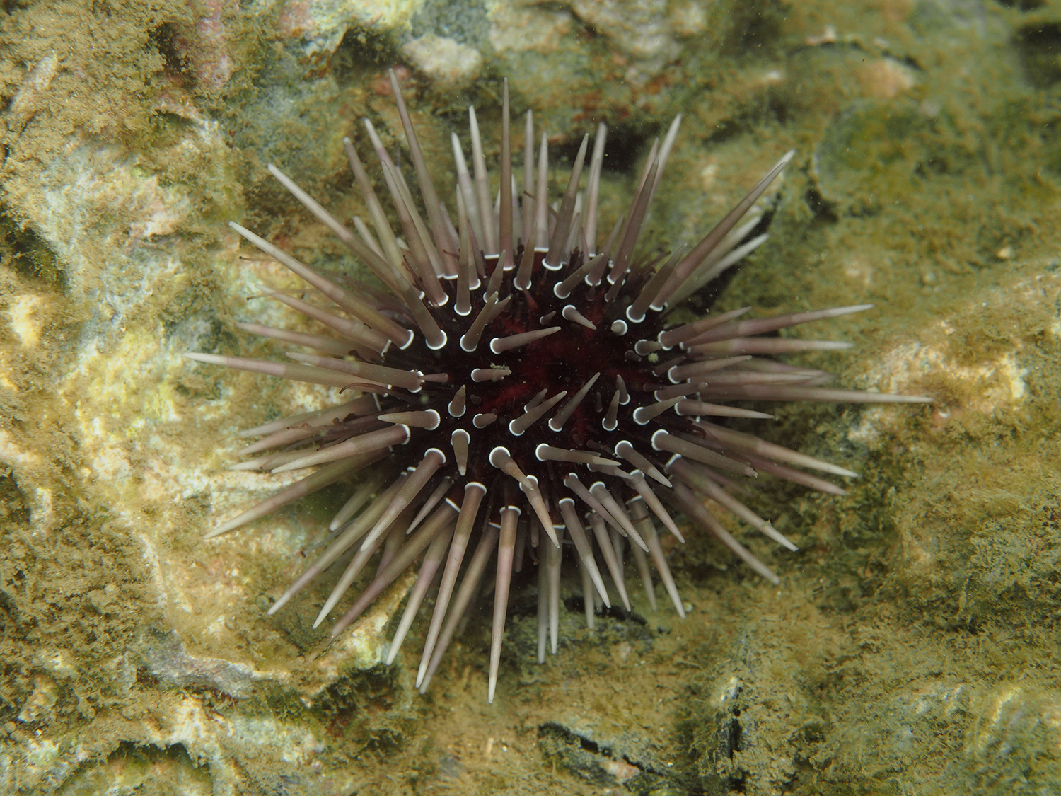 ナガウニモドキ