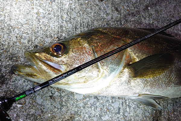 EVERGREEN（エバーグリーン インターナショナル） - SPRS-65L-T