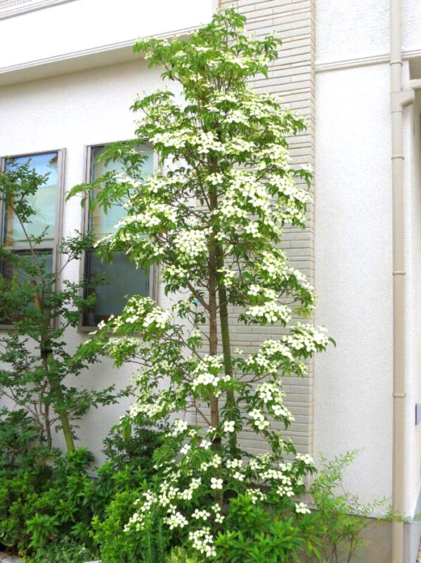 常緑ヤマボウシ/ホンコンエンシス/月光｜Fgreen