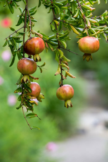 樹木シリーズ124 ザクロ | あきた森づくり活動サポートセンター