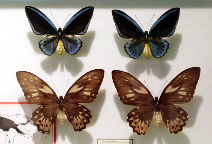 昆虫シリーズ73 世界の昆虫② 世界のチョウその2 | あきた森づくり活動