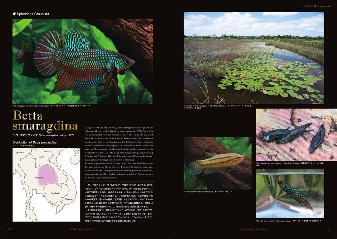 さかなクンがこれはすギョいと大絶賛 豪華 ベタ 写真集 「Betta 2020