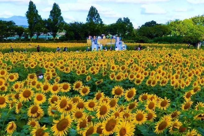 神奈川・座間市で「55万本のひまわりまつり」一面に咲き誇る大輪の