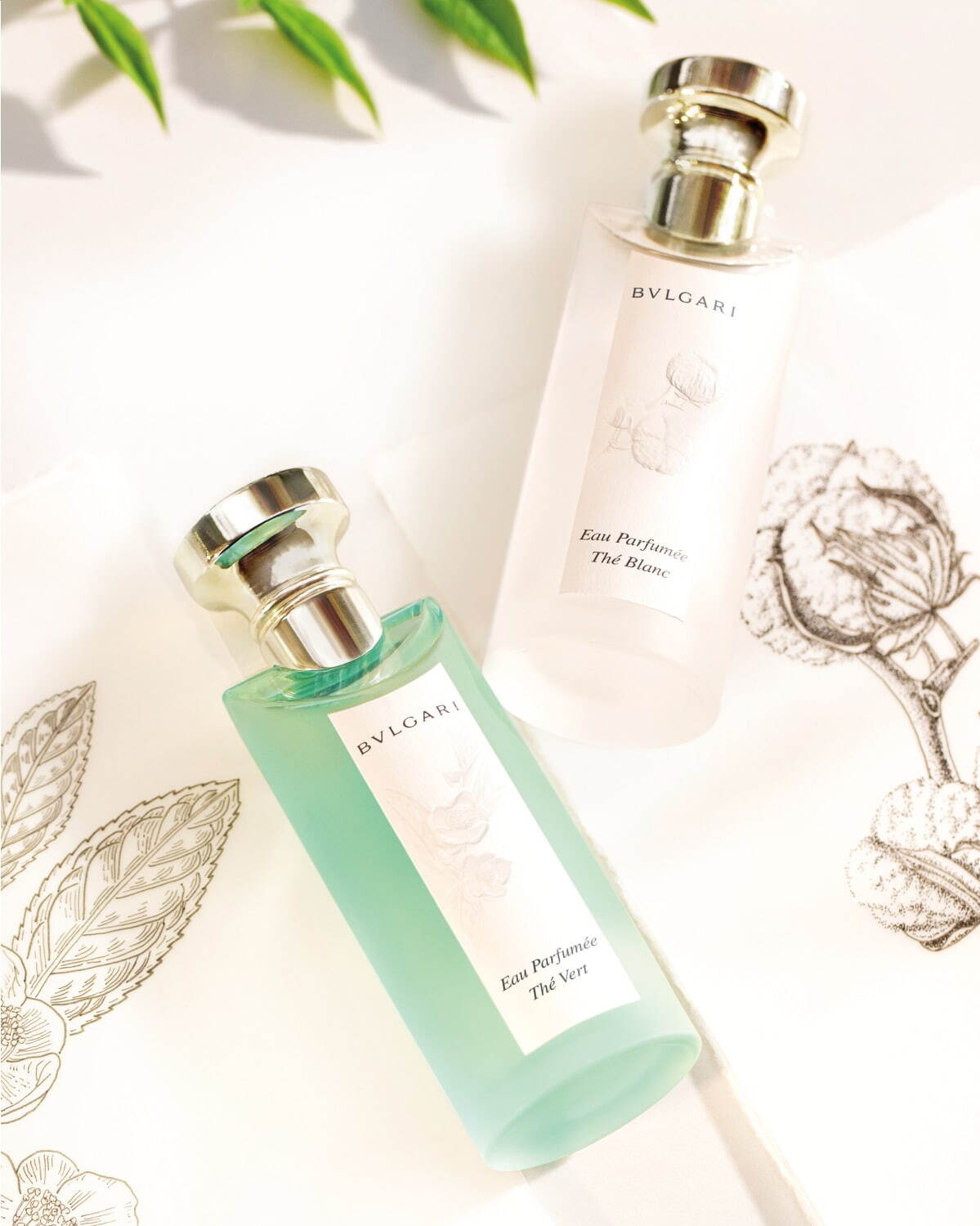 ブルガリ“緑茶＆白茶”着想のフレグランスが濃密なオードトワレに、若葉